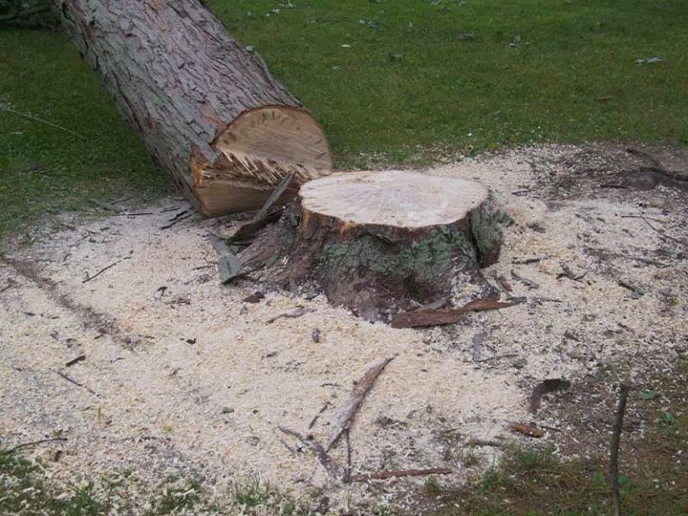 Removal twinsburg ohio stump